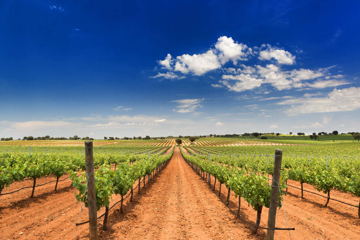 Presentación rutas del vino de Castilla-La Mancha Bilbao