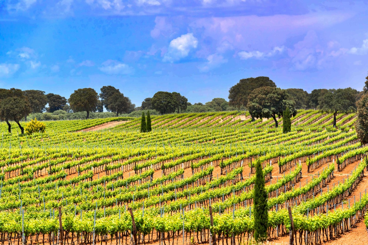 Bodegas Fontana Cuenca