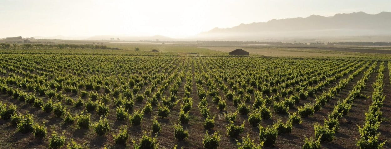 viñedo de  Ruta del vino de Jumilla, qué hacer en Castilla-La Mancha, qué visitar en Castilla-La Mancha