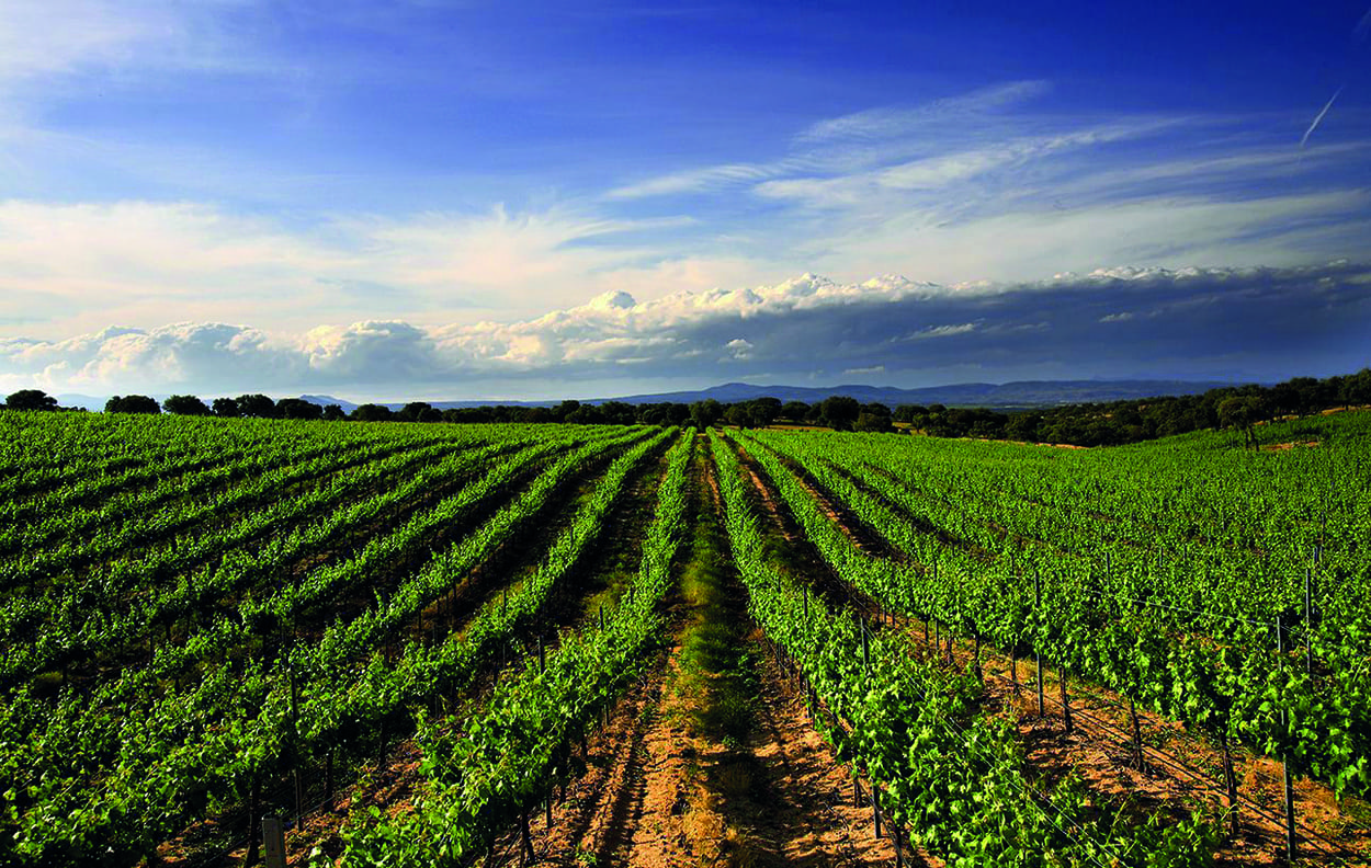 Viñedos, , Ruta del Vino de Méntrida-Toledo, qué visitar en Castilla-La Mancha, Qué hacer en Castilla-La Mancha