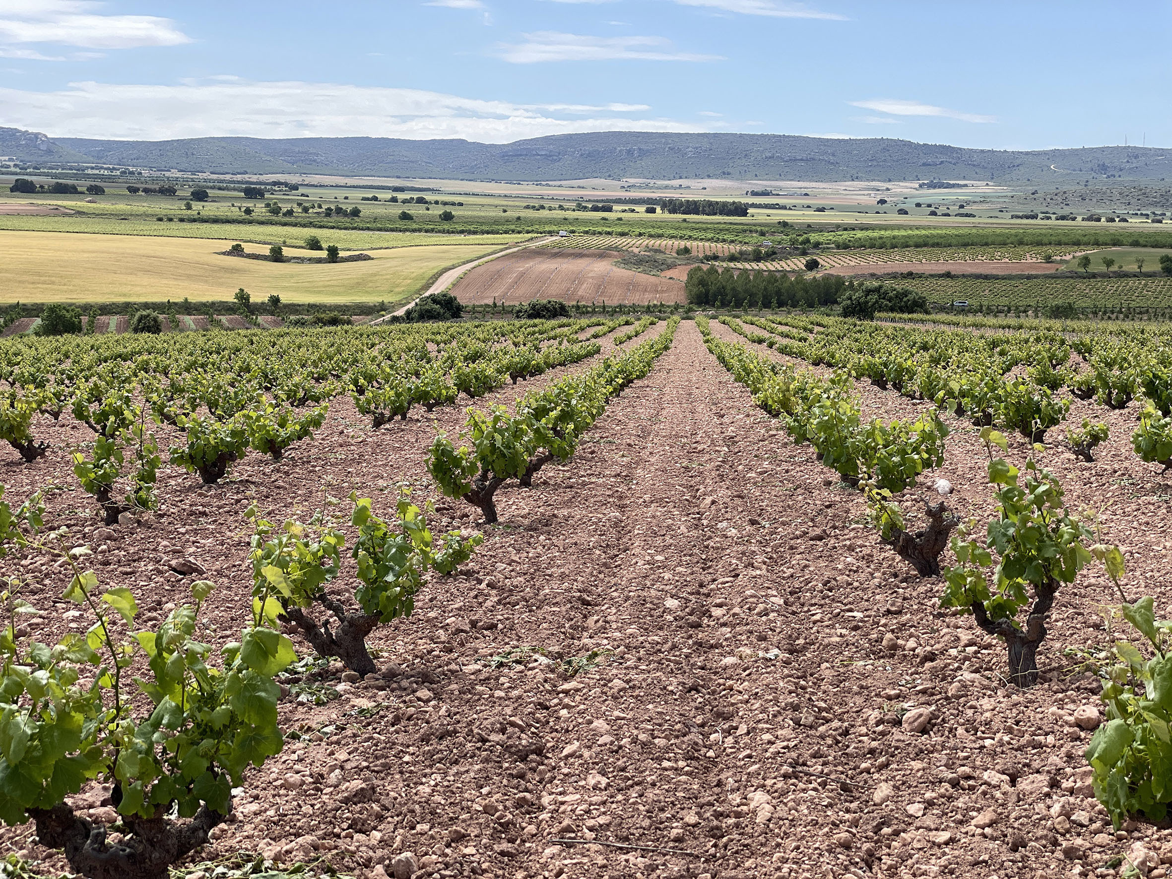 Ruta del Vino de Almansa, ruta del vino de Castilla-La Mancha