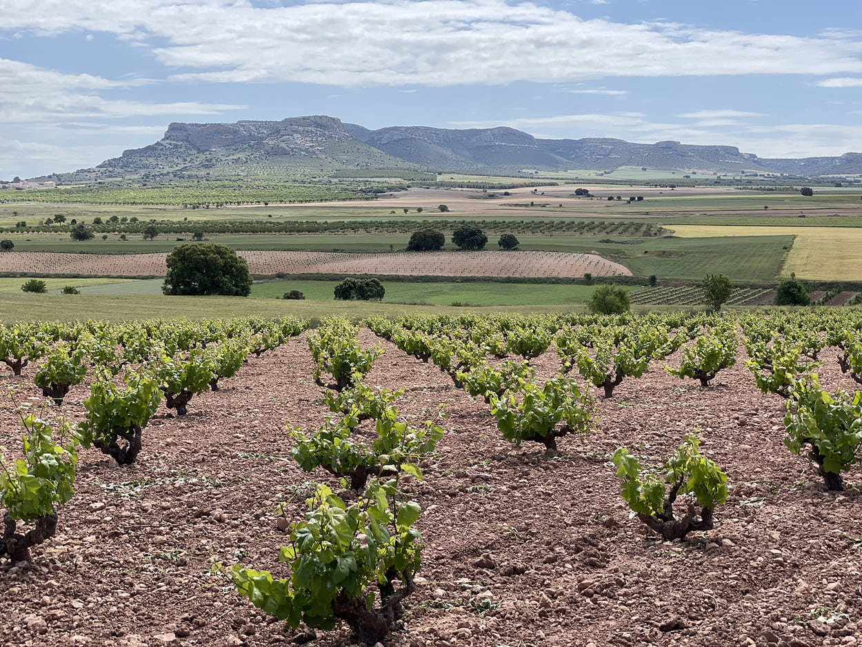 Viñedo de Almansa, ruta del vino de Almansa, qué visitar en Castilla-La Mancha, qué hacer en Castilla-La Mancha, vino manchego