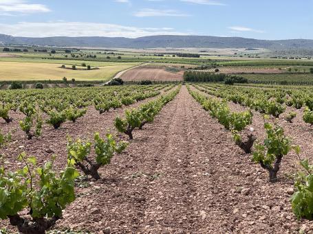 Ruta del Vino de Almansa - Ruta del Vino de Castilla-La Mancha